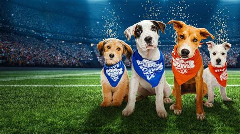 watch puppy bowl xix pregame show|Watch Puppy Bowl XIX Pregame Show .